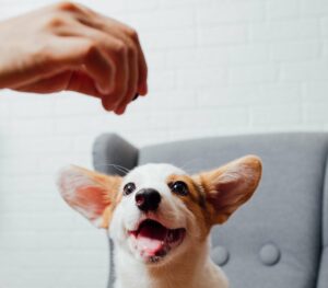 Photo avec un chien qui tire la langue devant une main qui descend